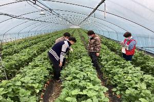 익산시, 딸기 통합마케팅 활성화 사업 ‘활력’